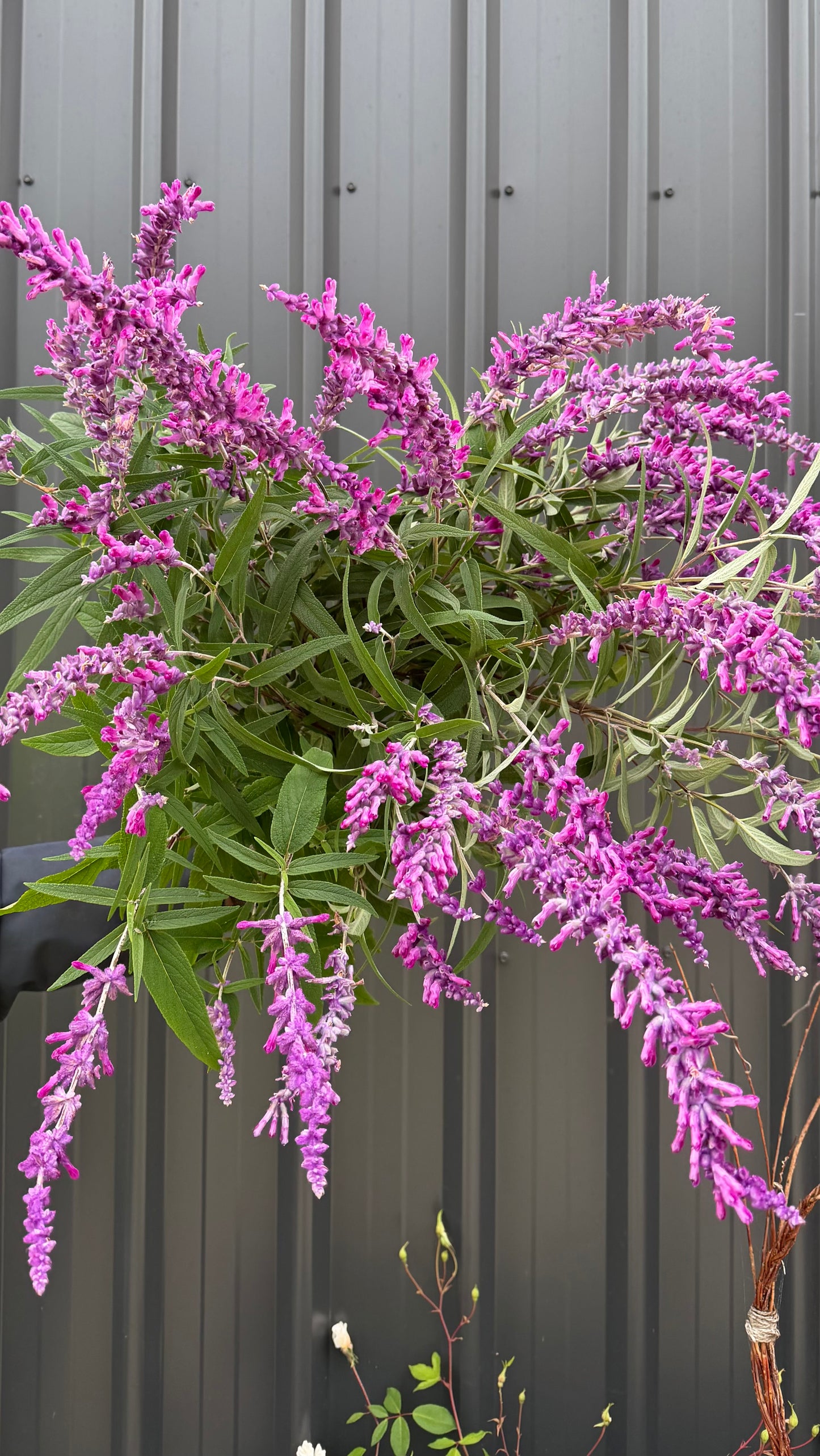 Salvia