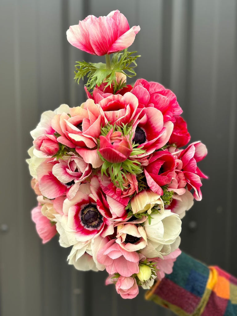 Anenome