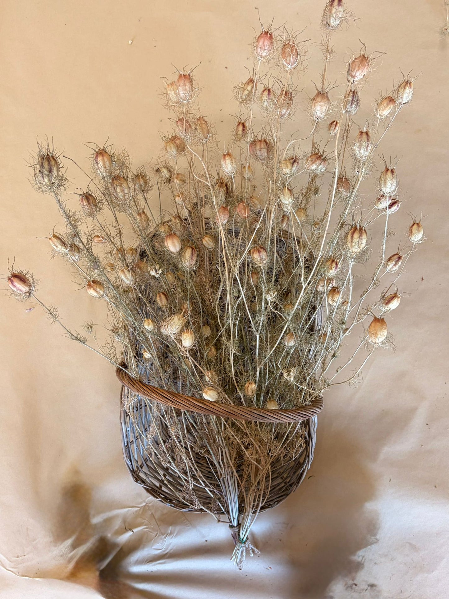 Dried Nigella