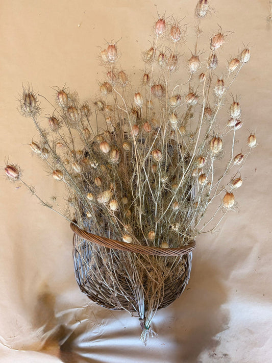 Dried Nigella