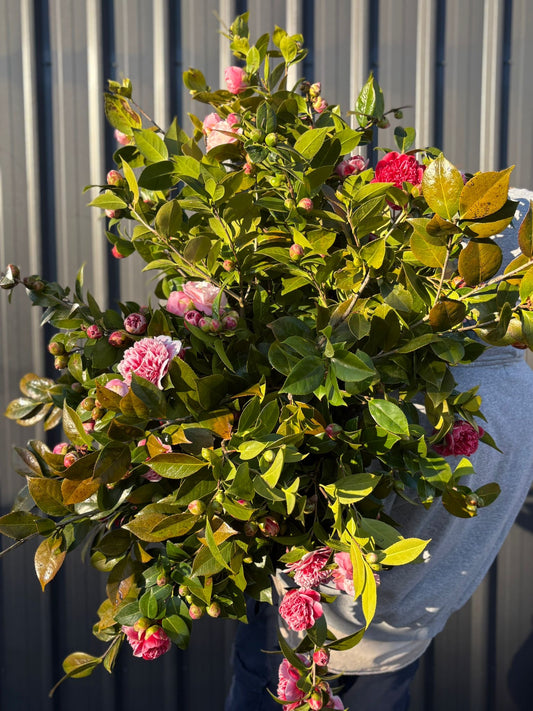Camelia
