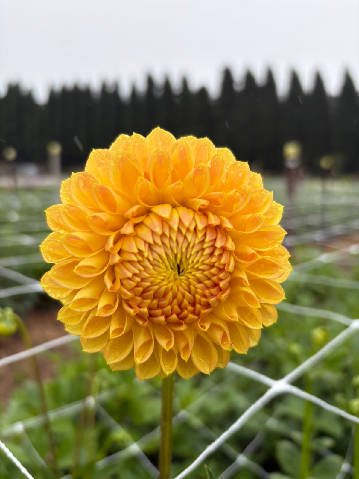 Dahlia Tubers