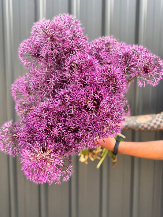 Alliums