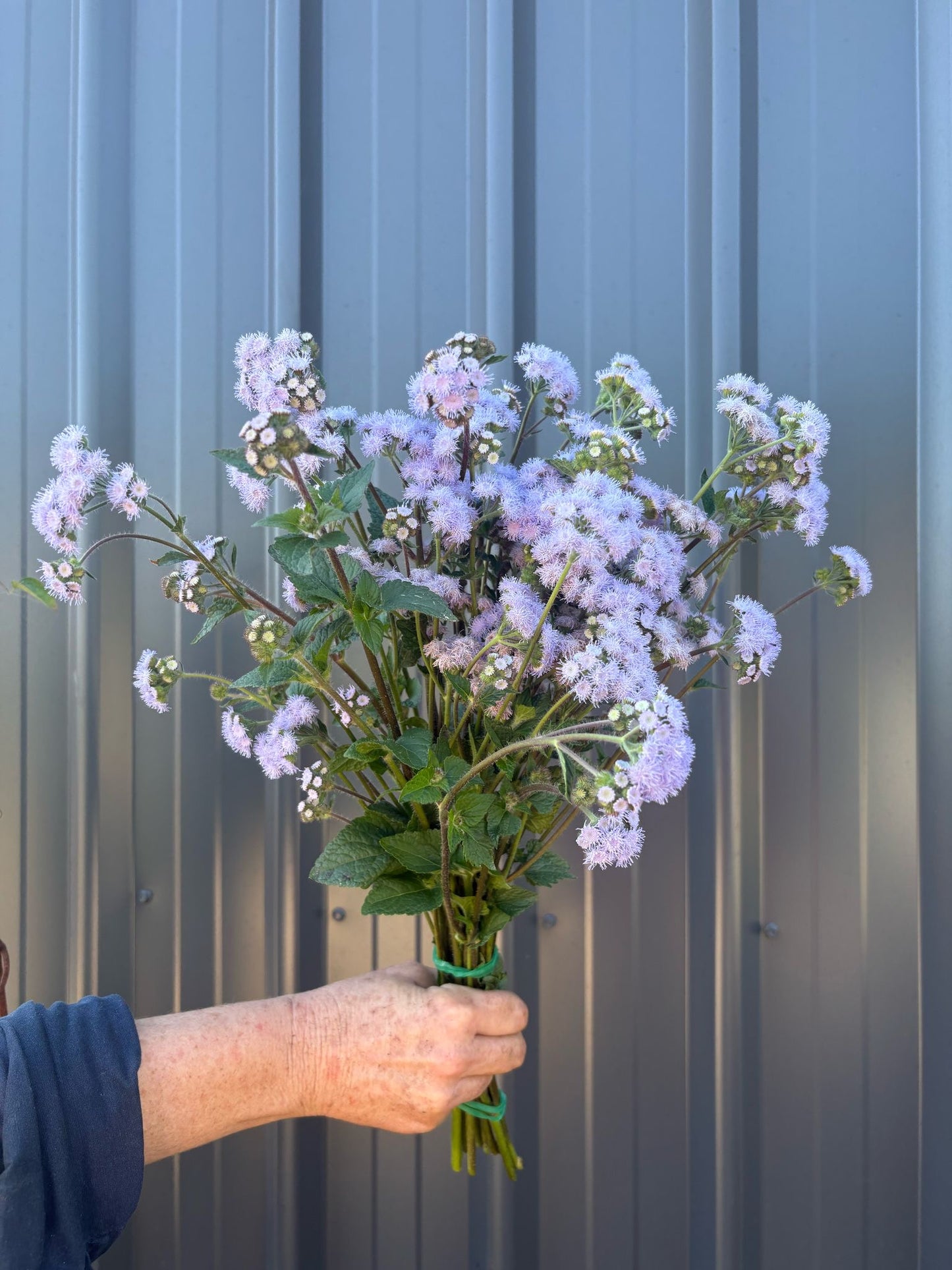 Ageratum