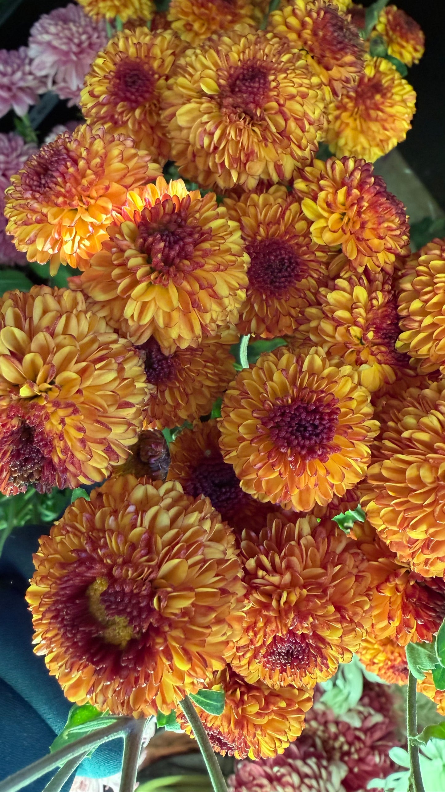 Chrysanthemum Poms