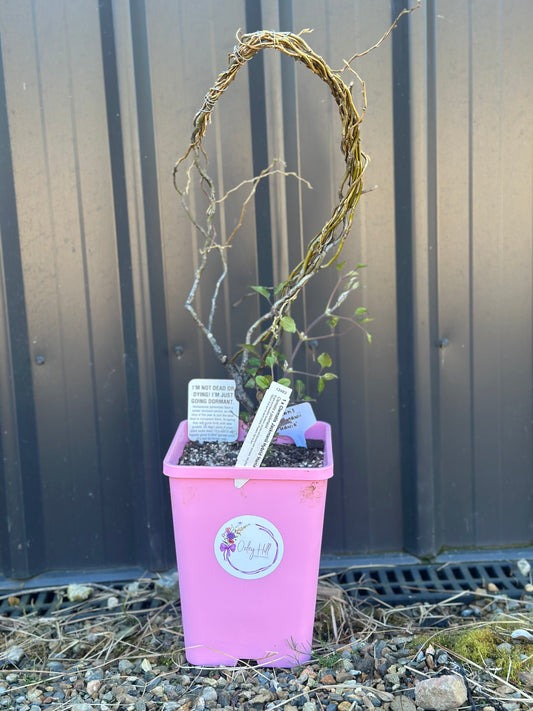 Clematis Design Pot