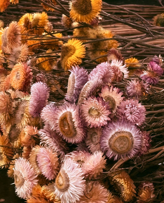 Dried Paper Daisy