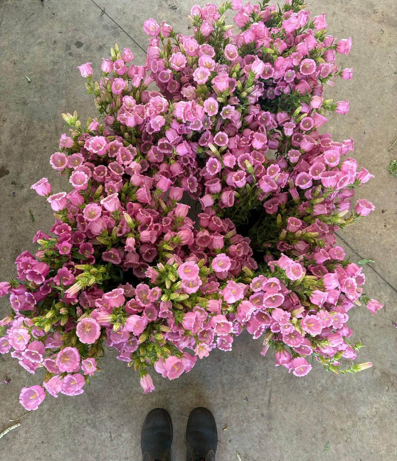 Canterbury Bells