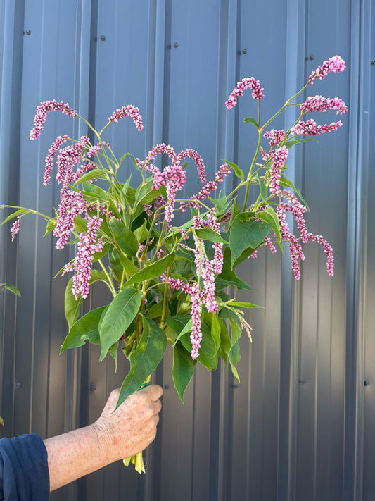 Persicaria Orientils