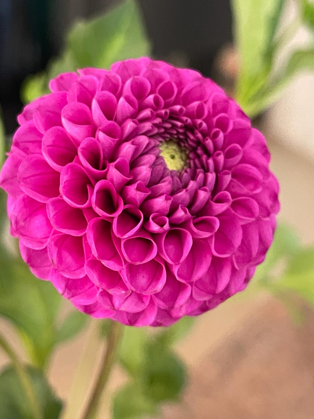 Dahlia Tubers