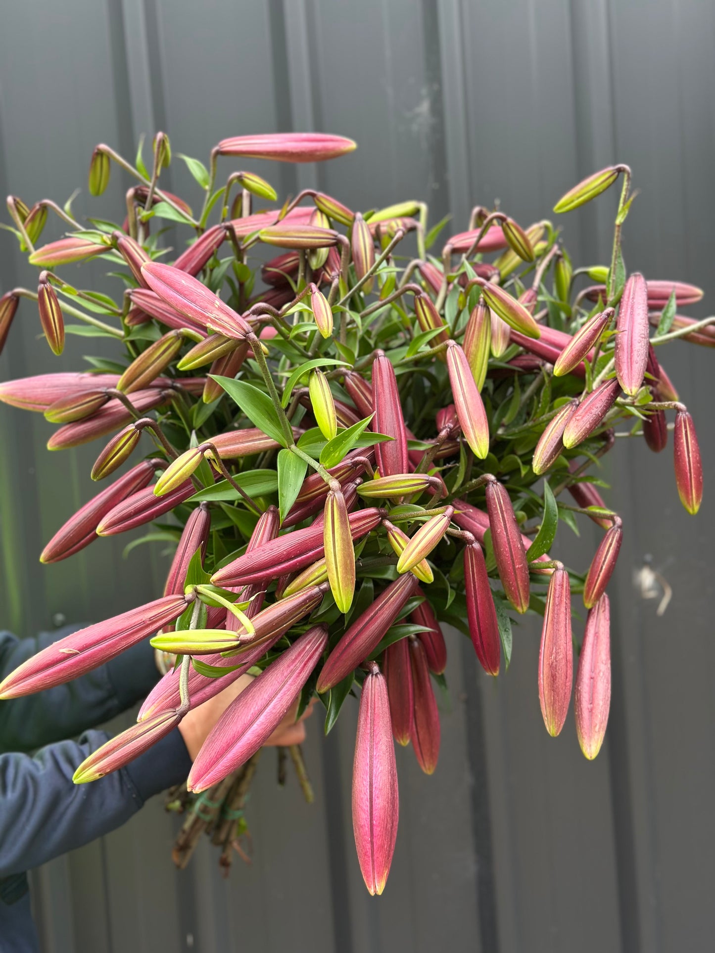 Lillium Eastern Moon