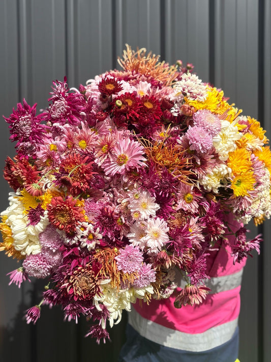 Heirloom Chrysanthememum