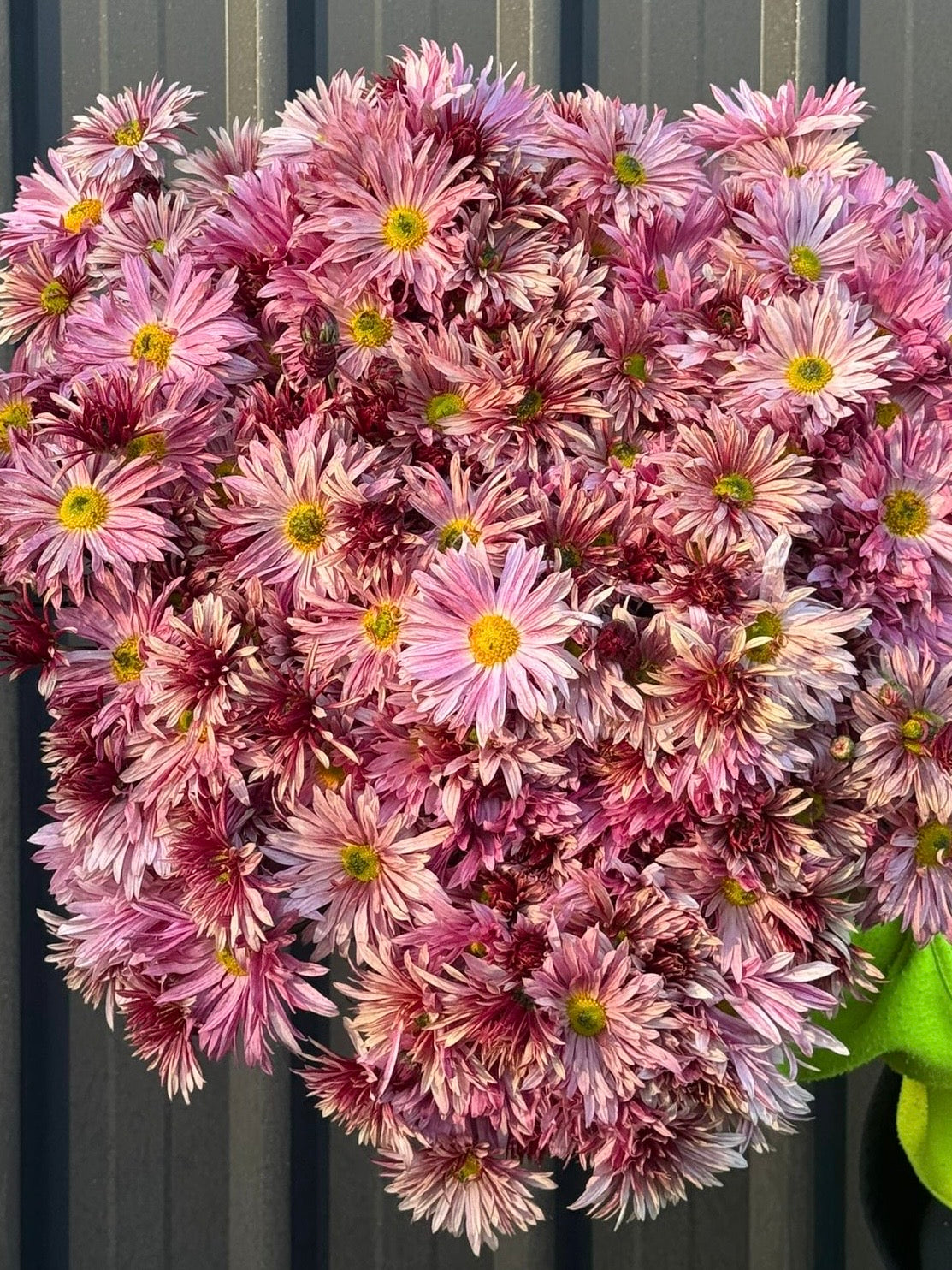 Heirloom Chrysanthemum