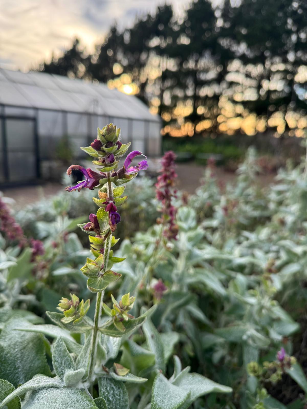 Salvia