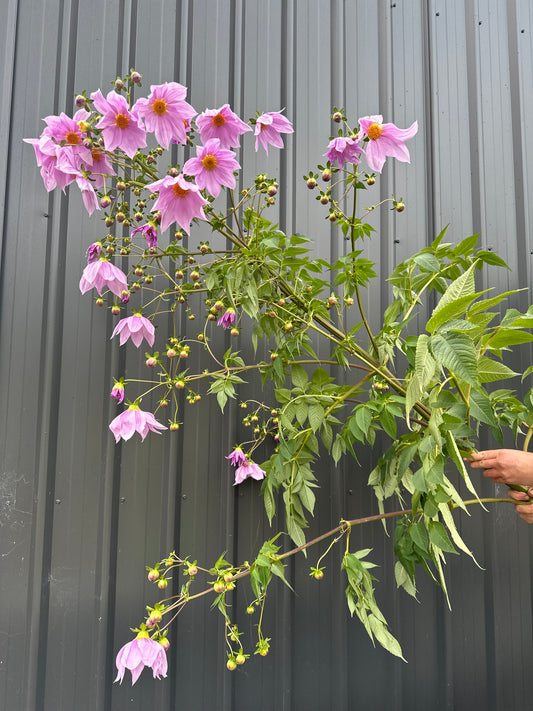 Dahlia Tree