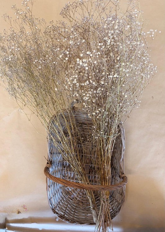 Dried Babies Breath
