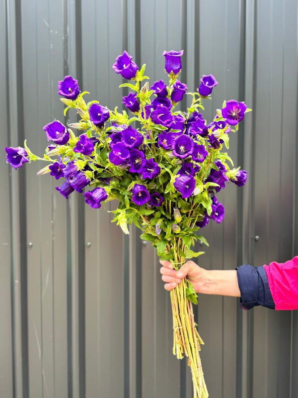Canterbury Bells
