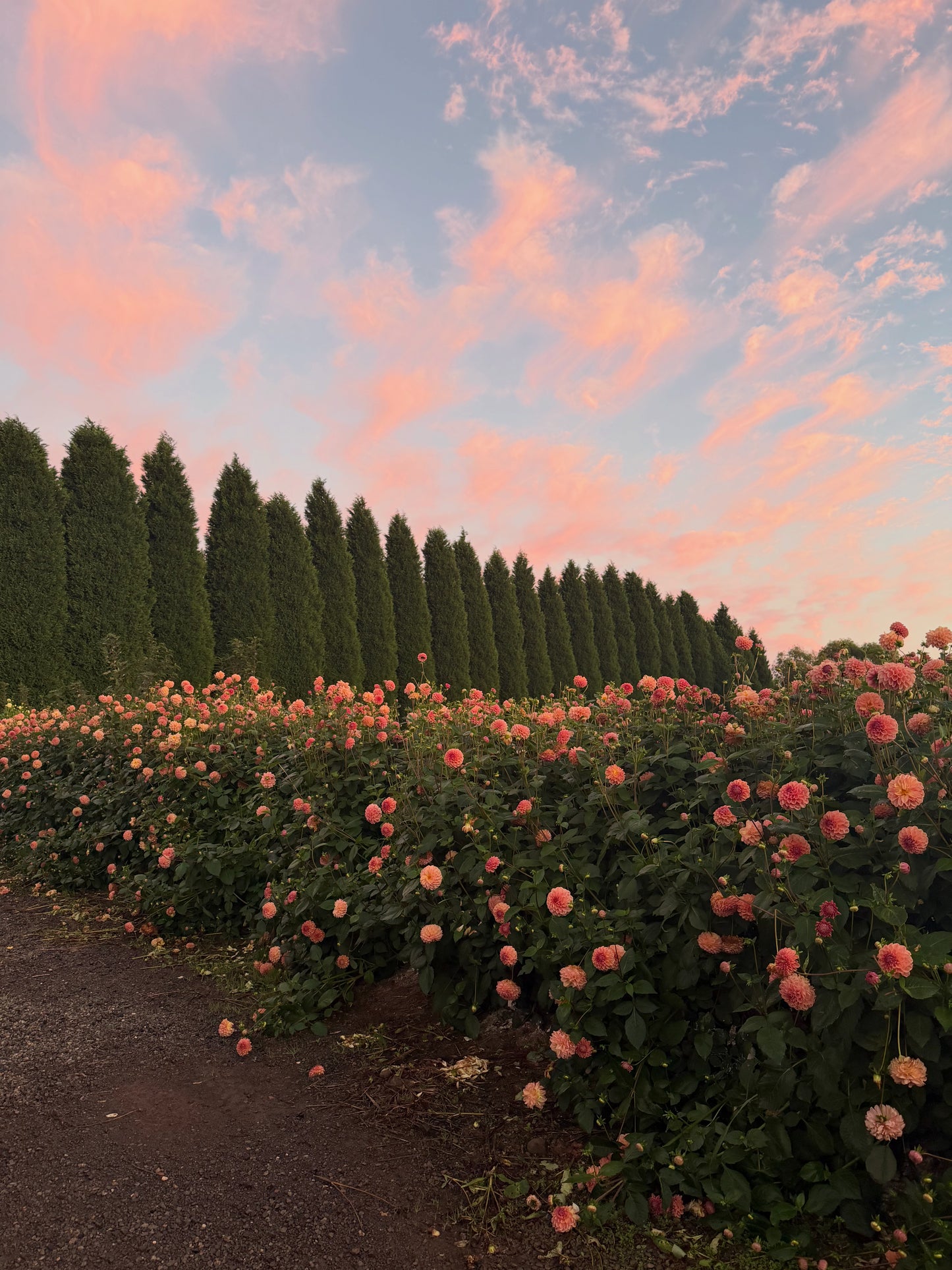 Flower farm private tour