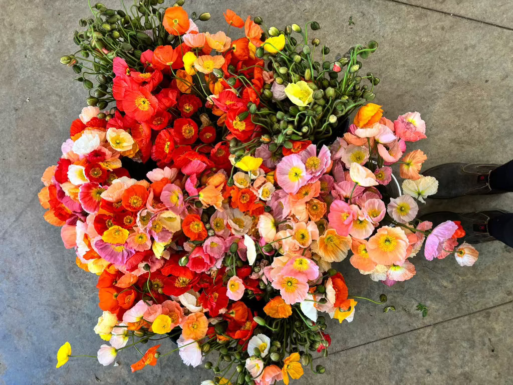 Flower farm private tour