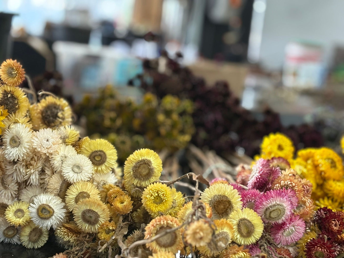 Dried Paper Daisy