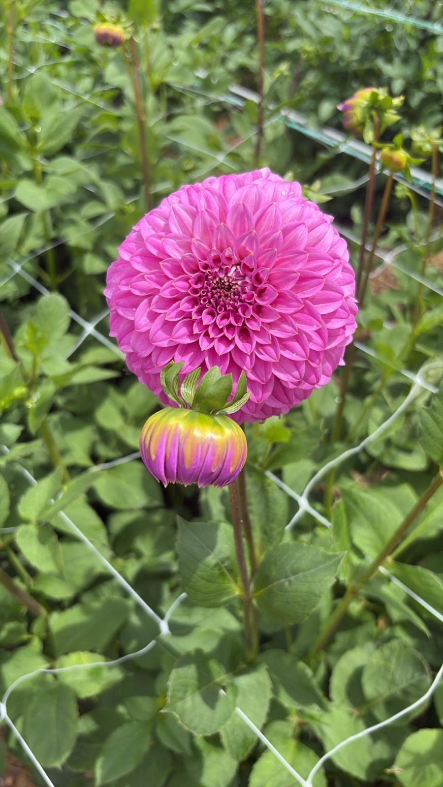 Dahlia Tubers
