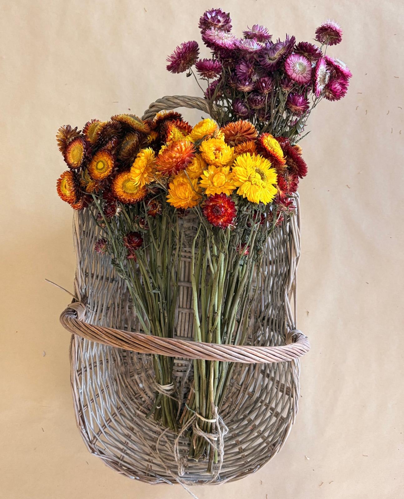 Dried Paper Daisy