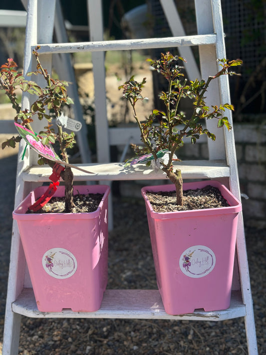 David Austin Roses Pot