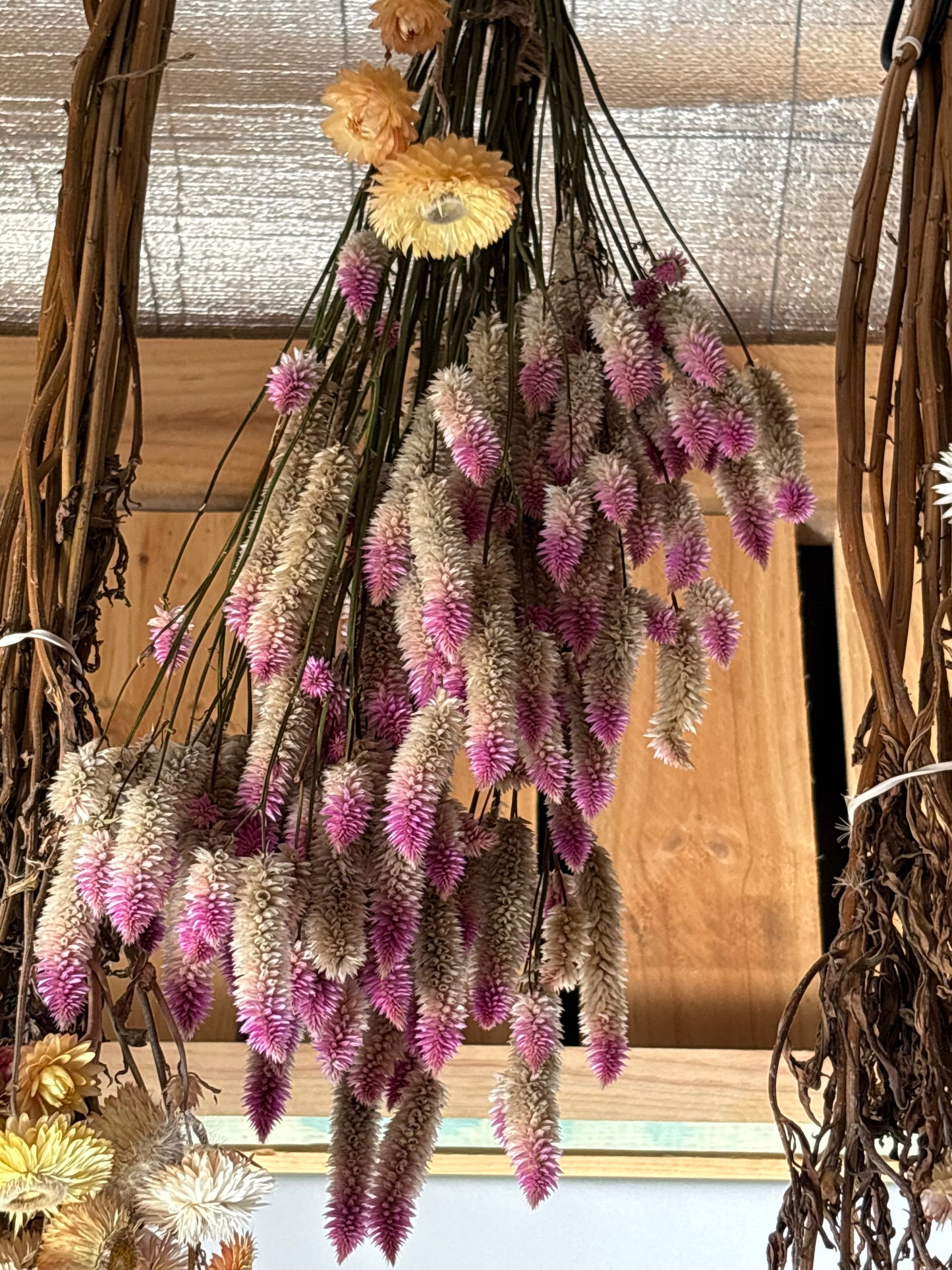 Dried Celosia
