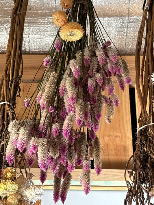 Dried Celosia