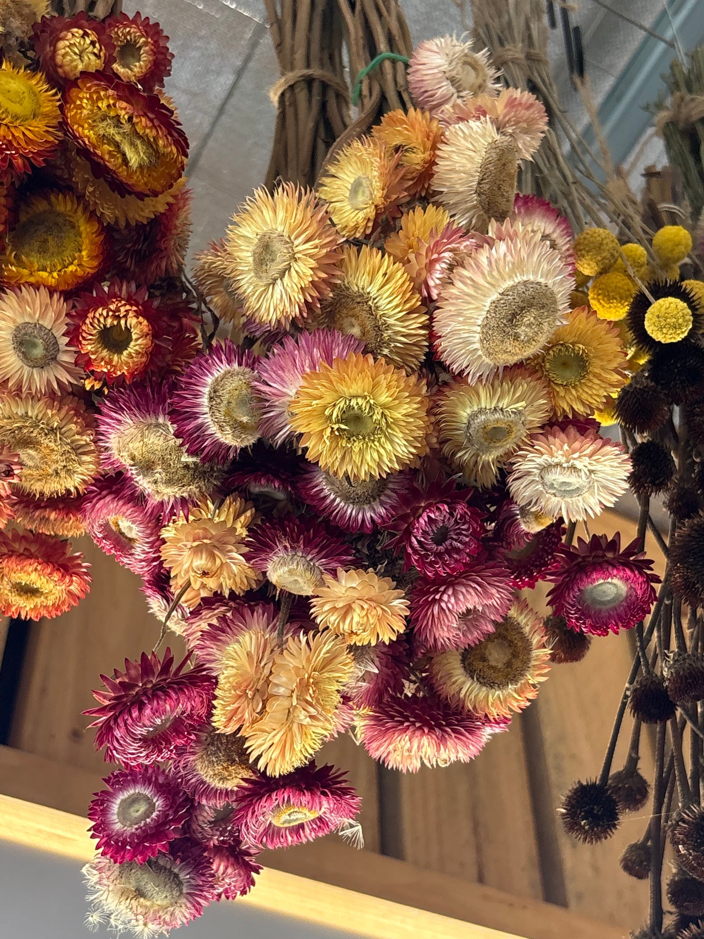 Dried Paper Daisy
