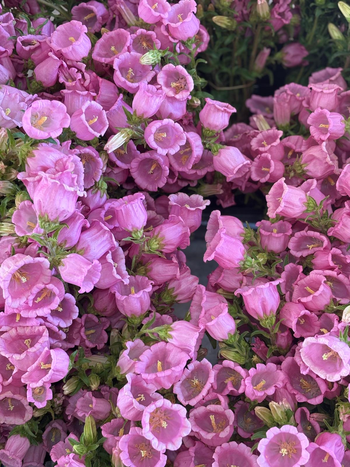 Canterbury Bells