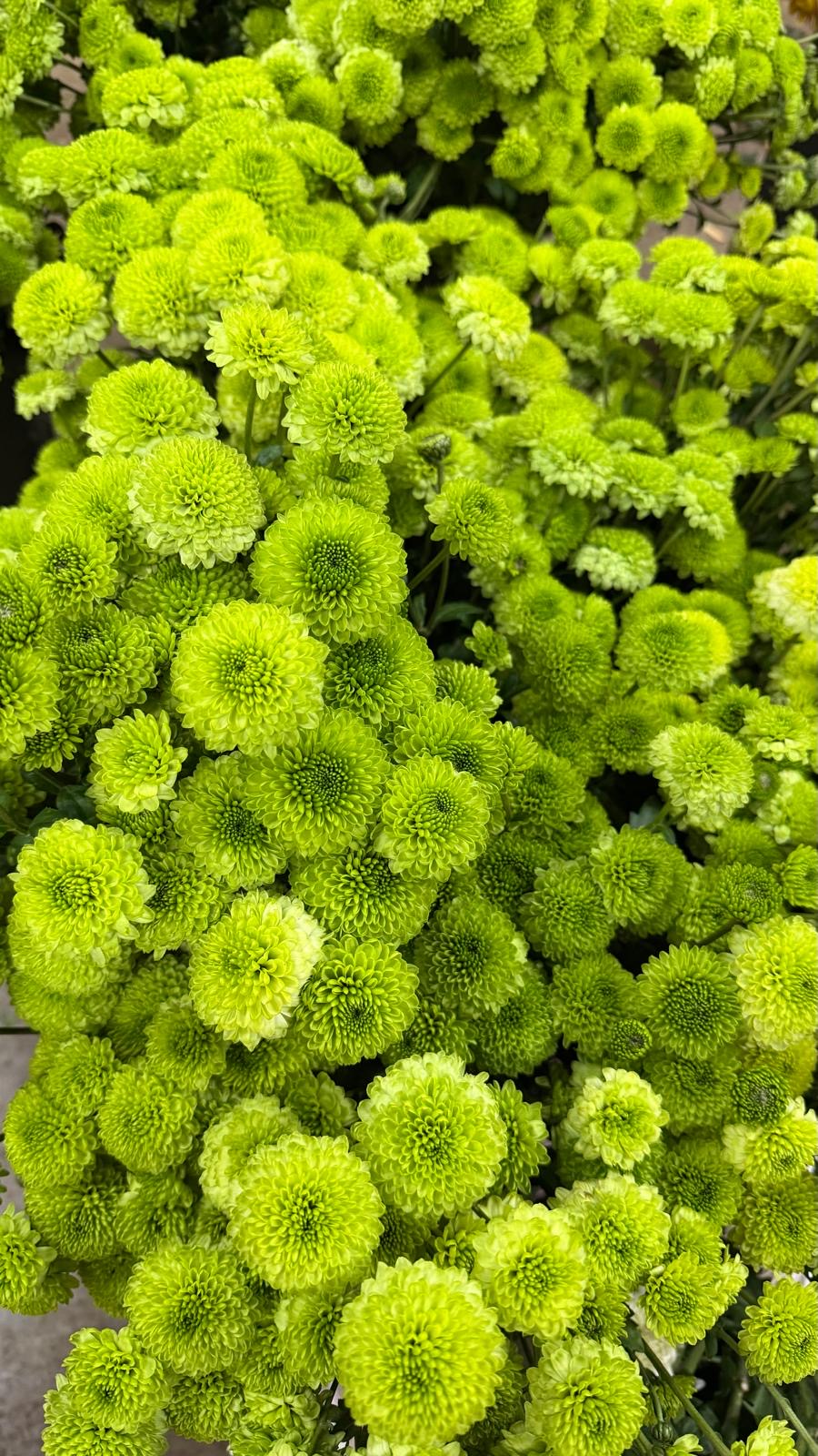 Chrysanthemum Poms