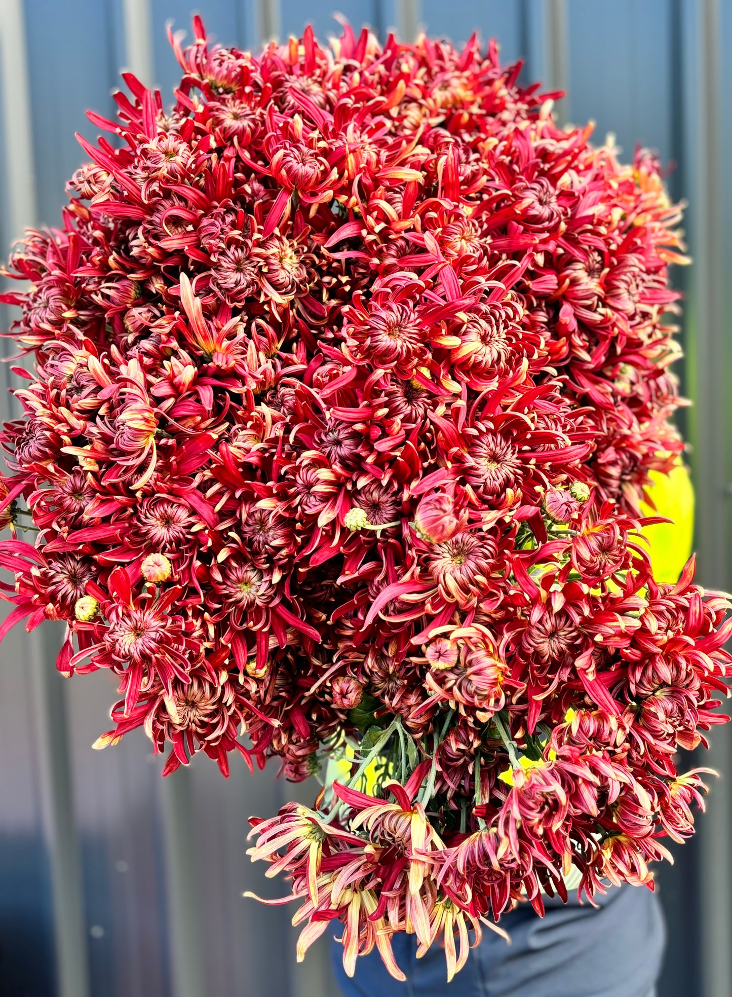 Heirloom Chrysanthememum