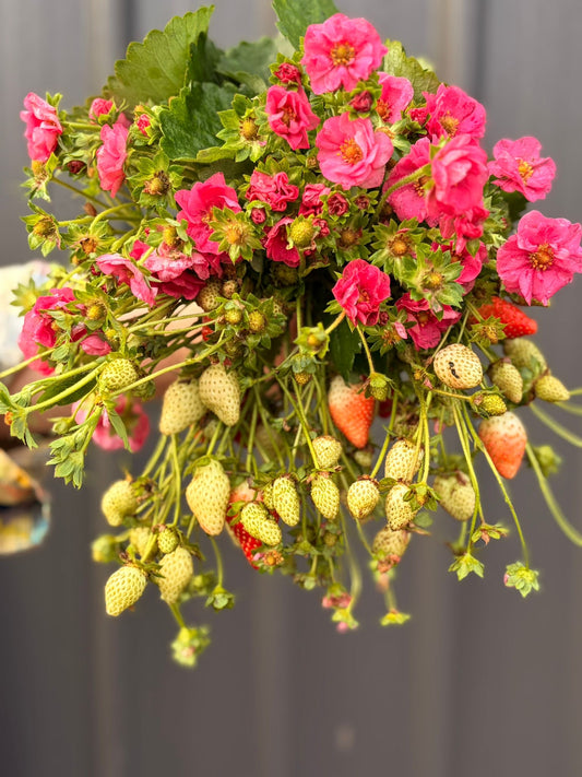Flowering strawberries