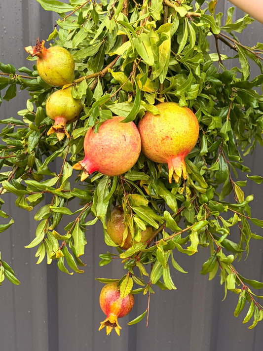 Pomegranate branches