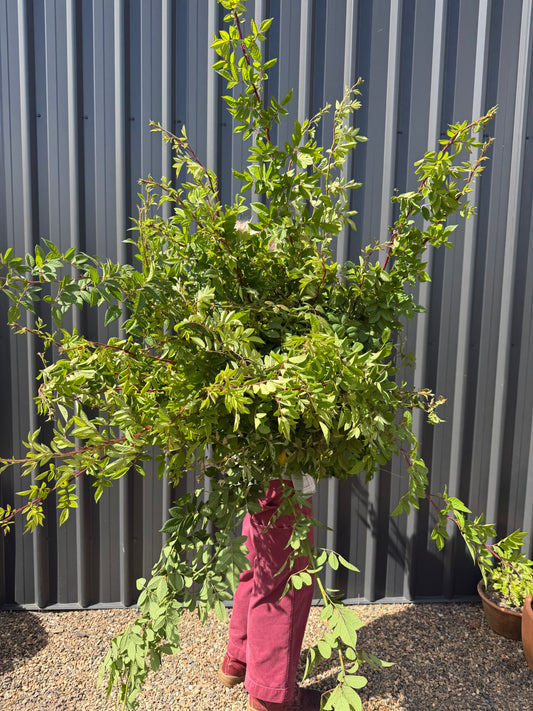 Rose foliage