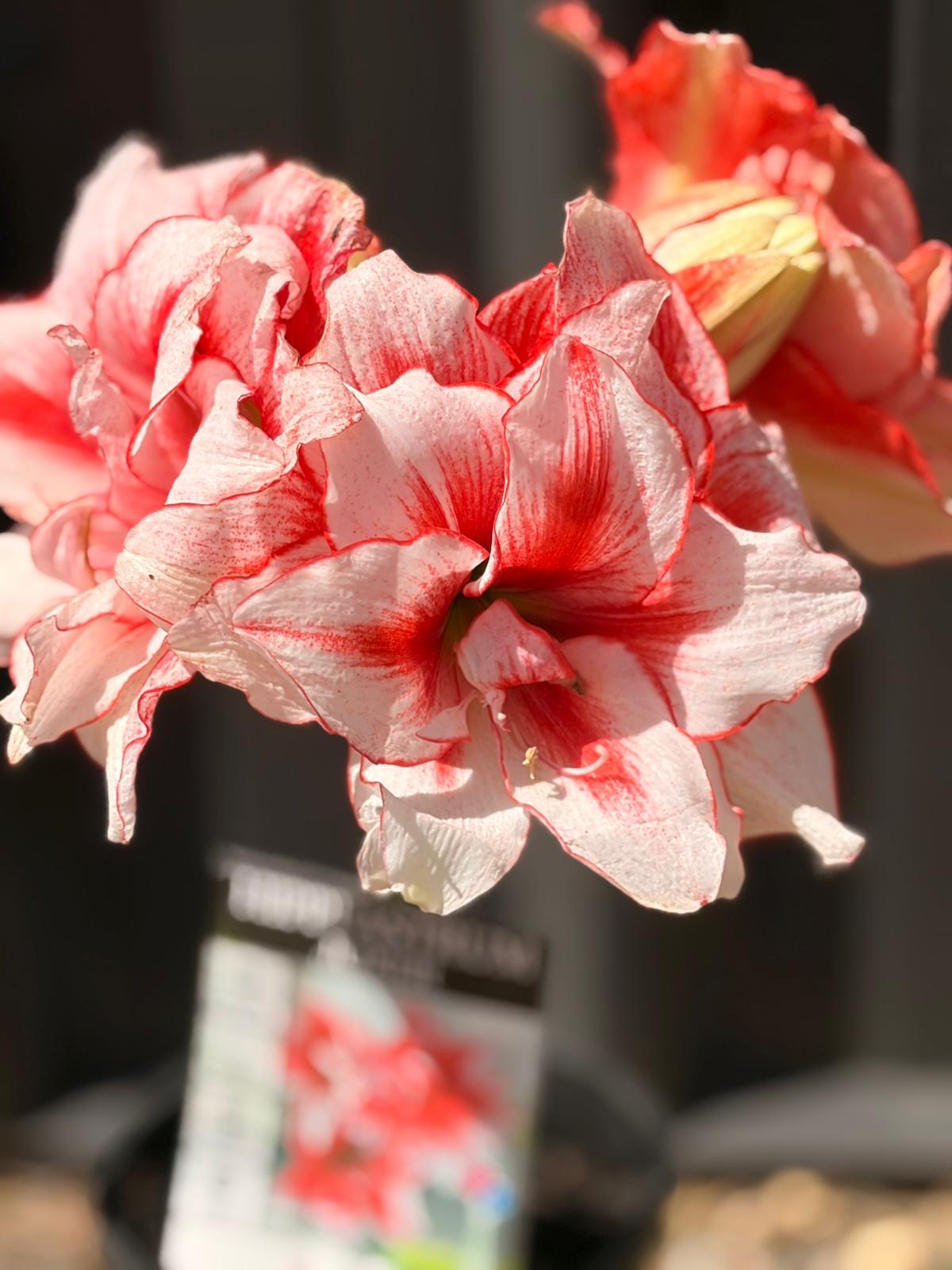 Hippeastrum