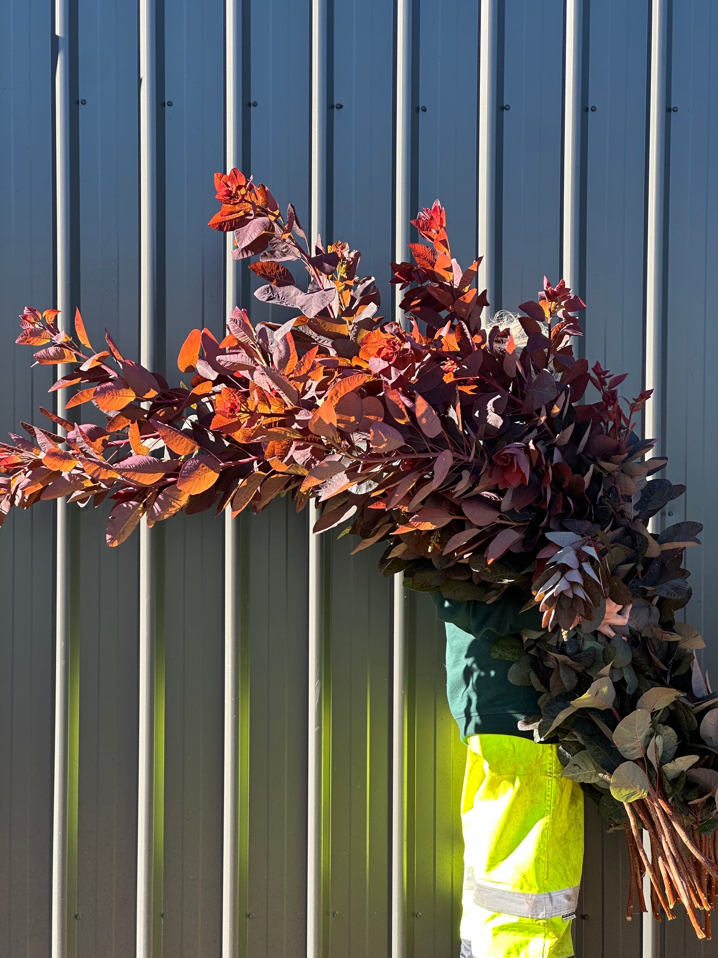 Smokebush