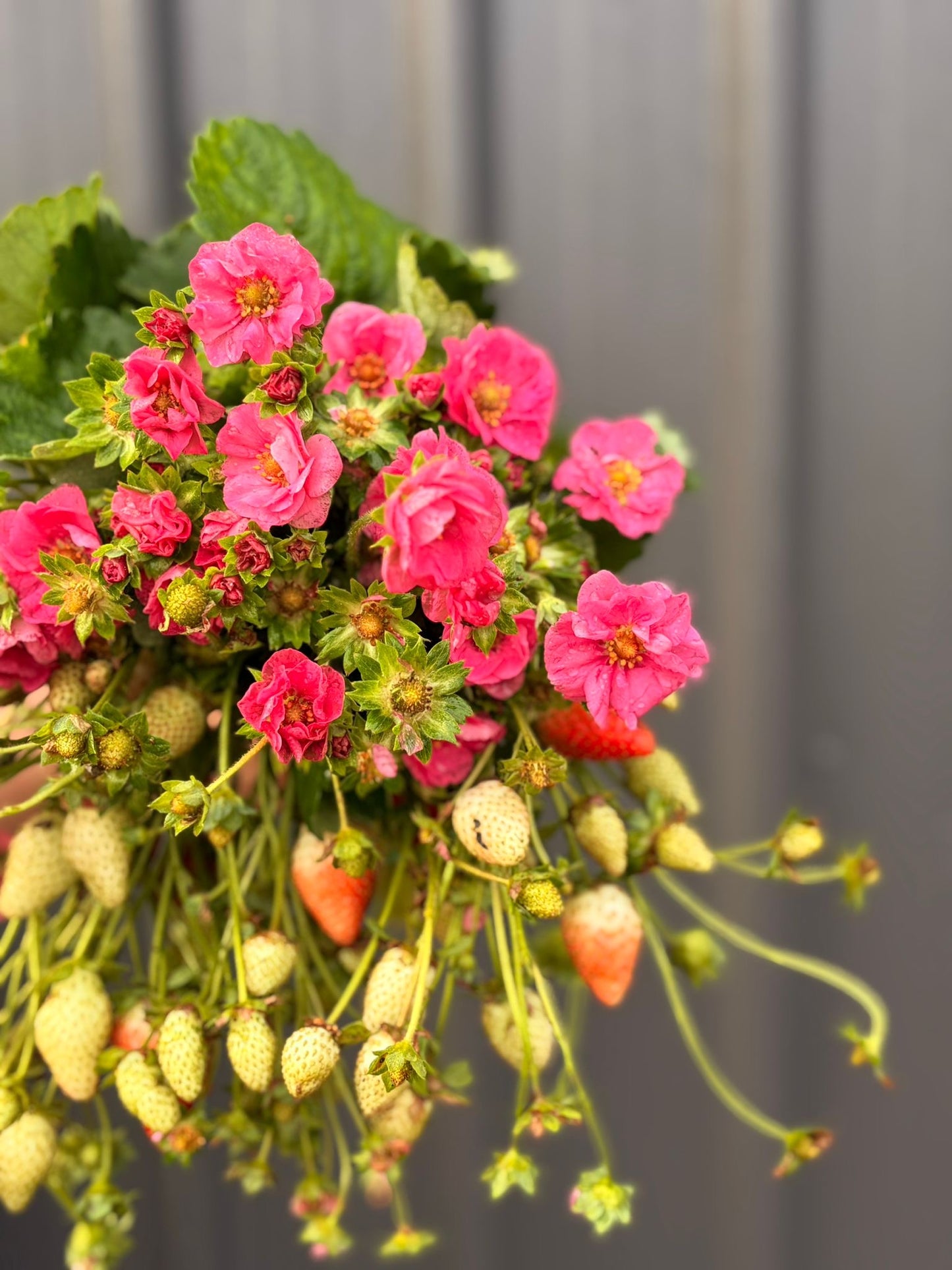 Flowering strawberries