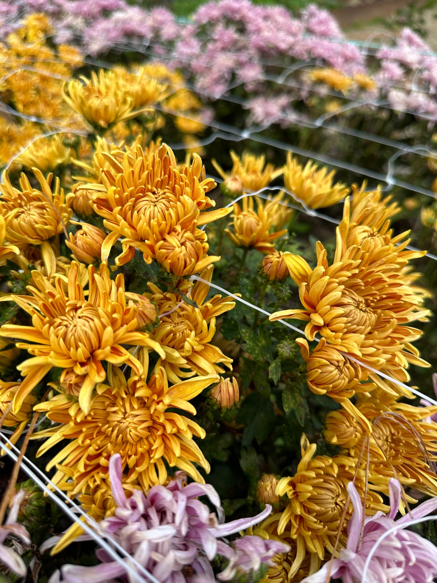 Heirloom Chrysanthememum