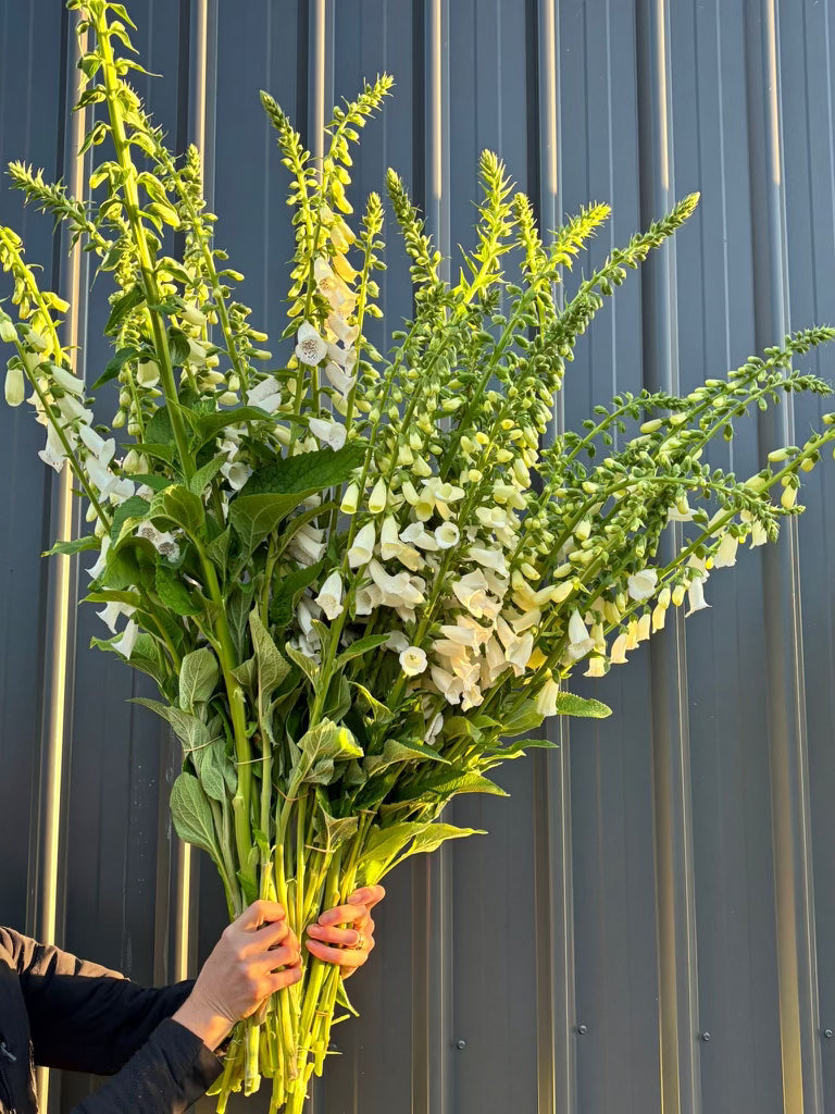 Foxgloves