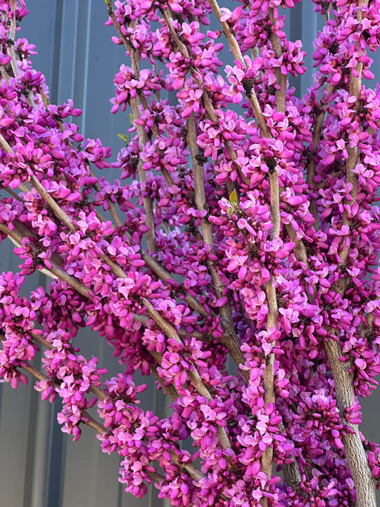 Cercis Avondale