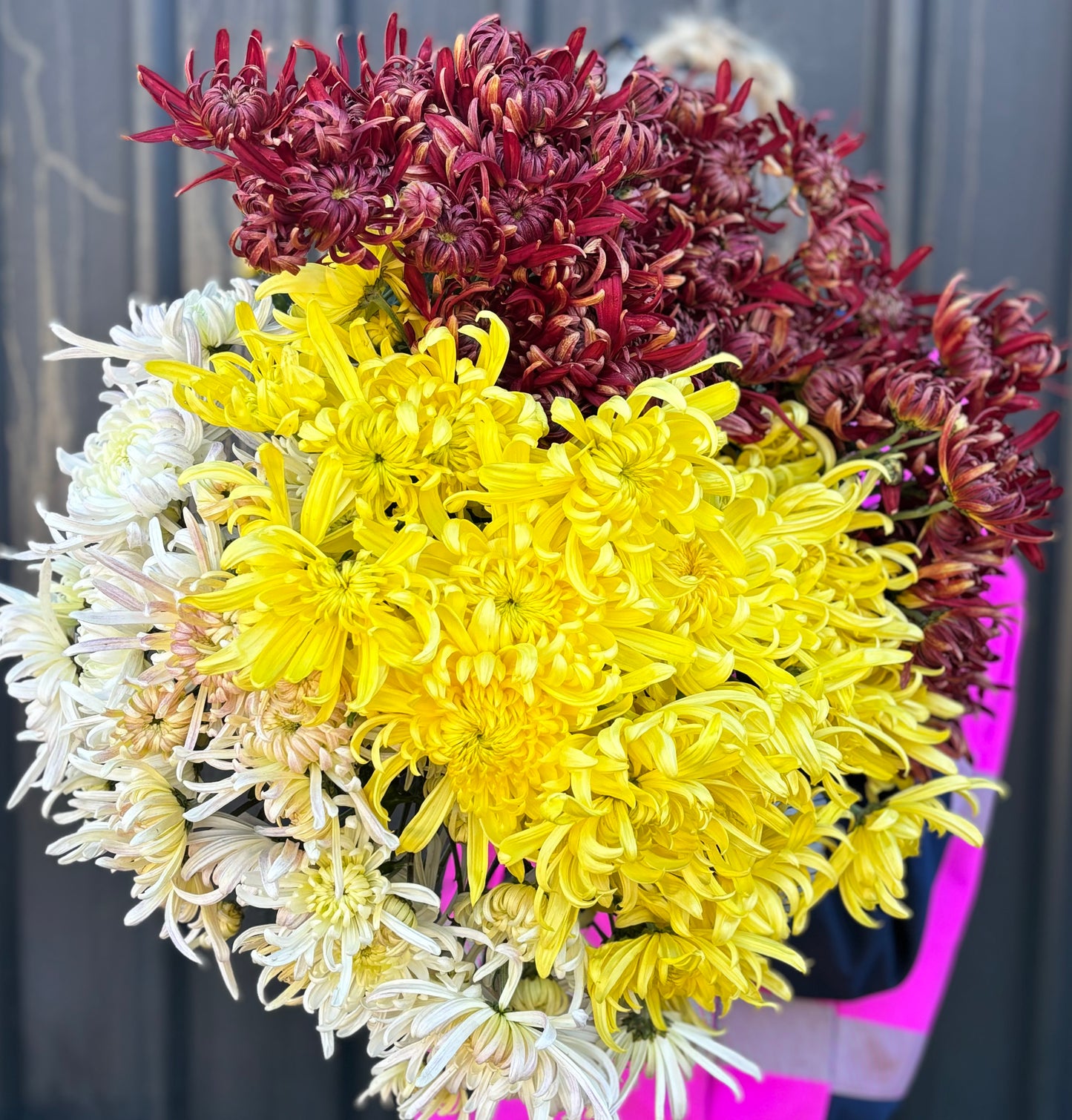 Heirloom Chrysanthememum