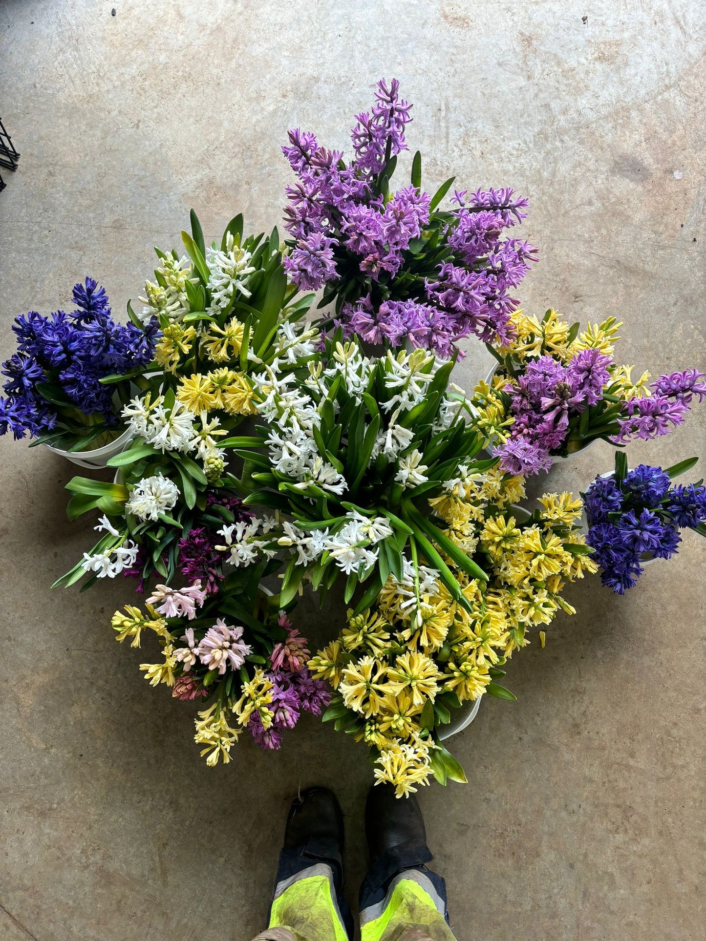 Hyacinths