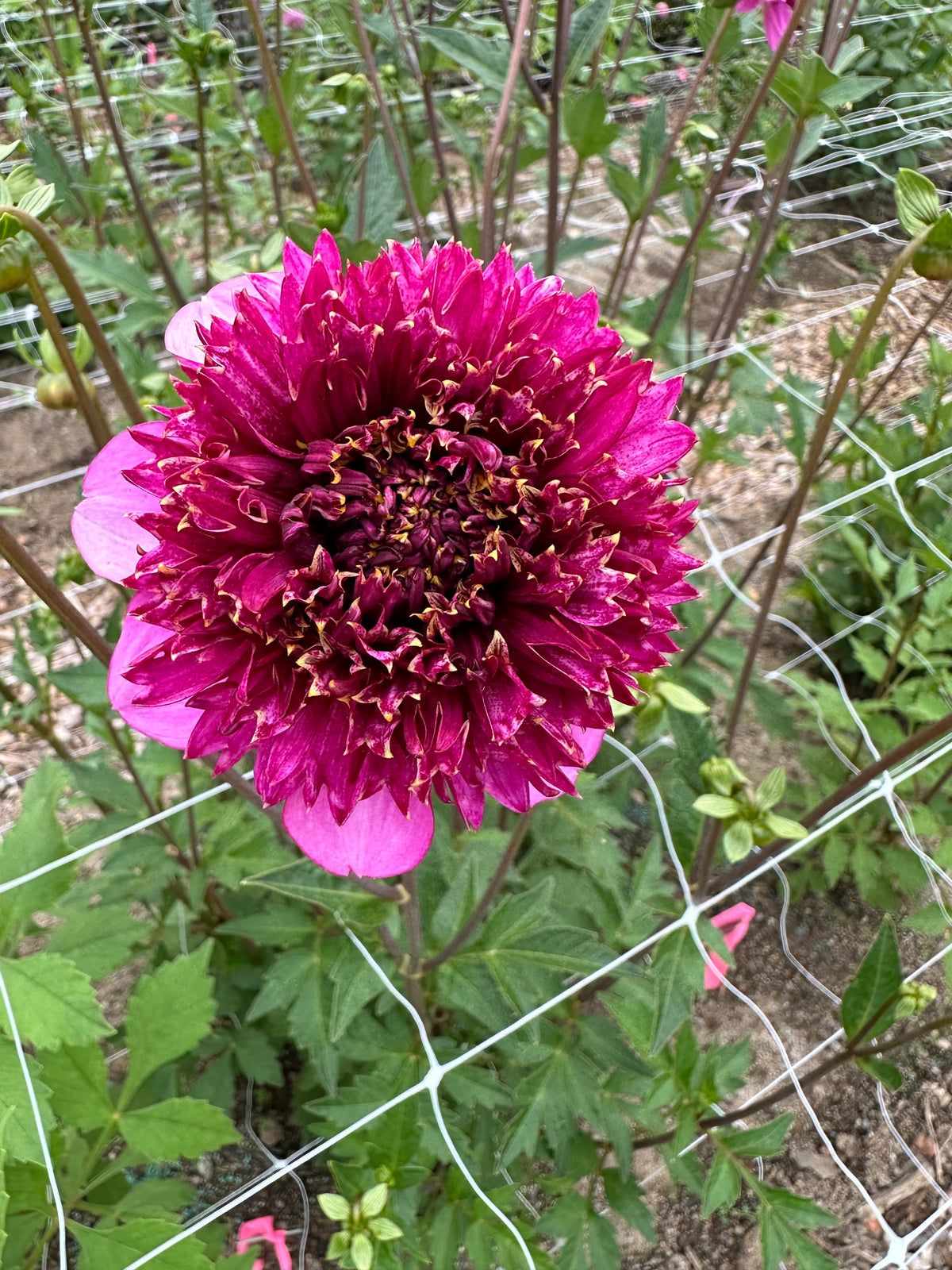 Dahlia Tubers