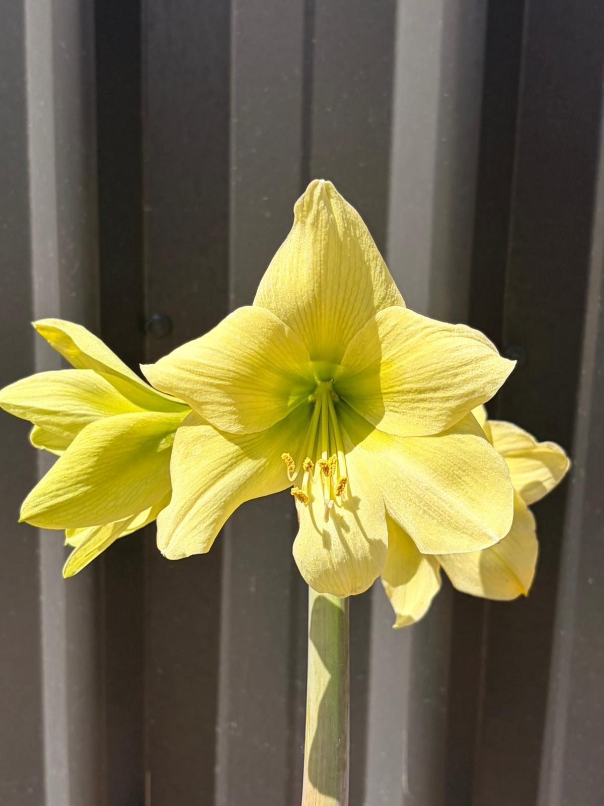 Hippeastrum