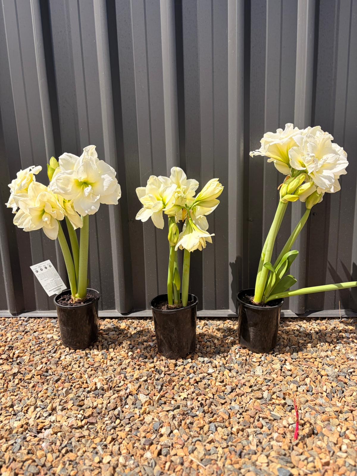 Hippeastrum