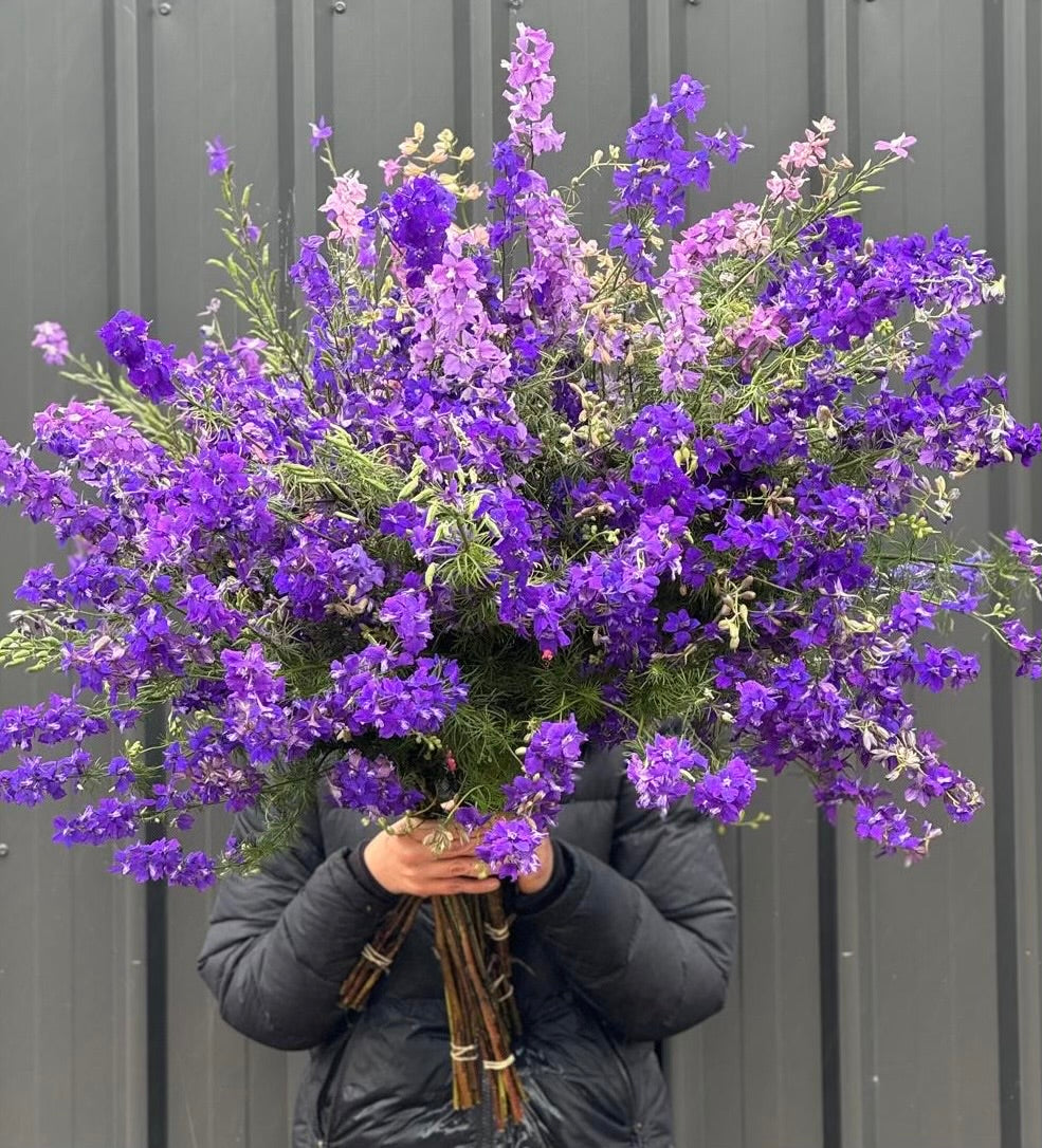 Larkspur