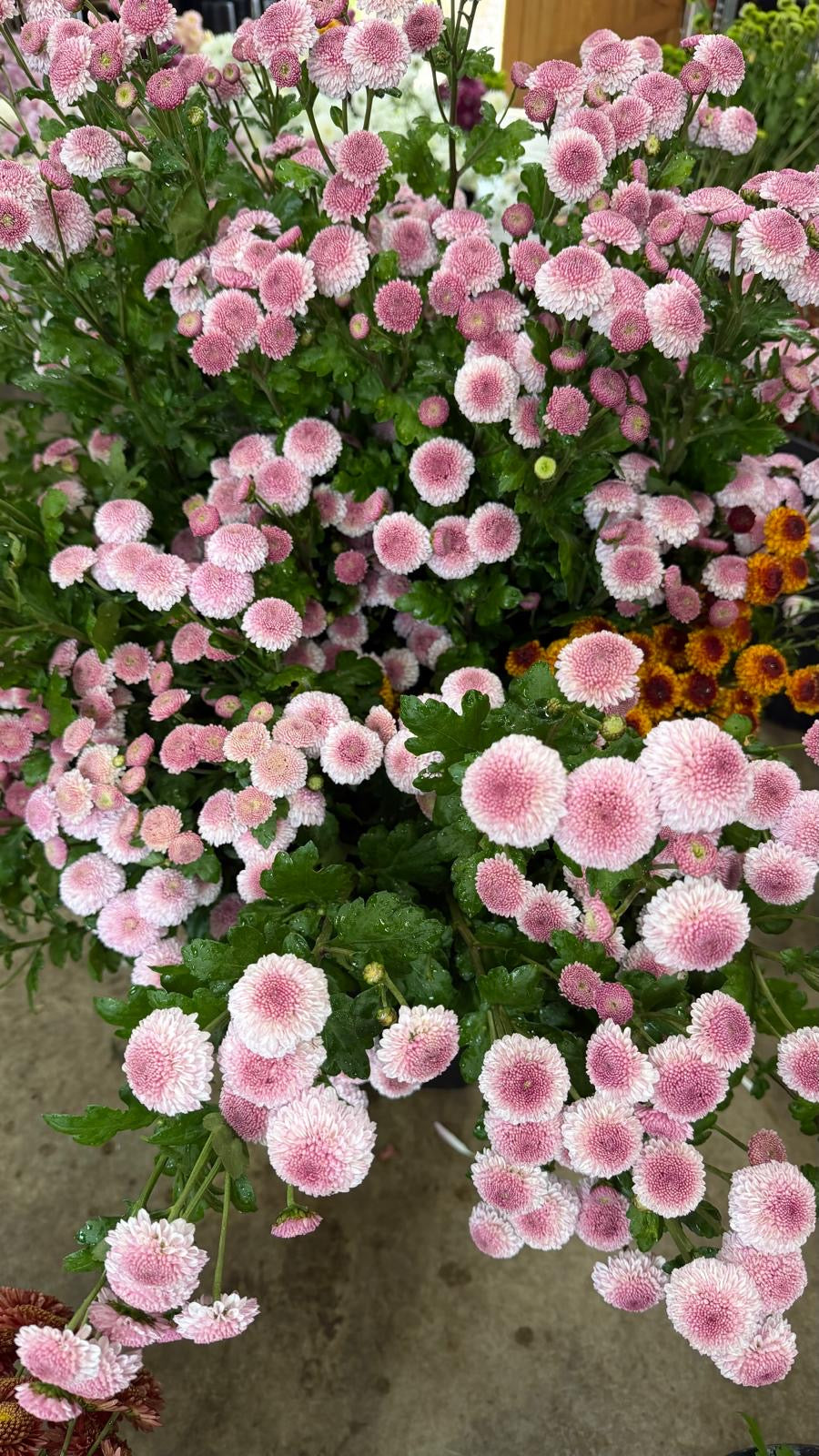 Chrysanthemum Poms