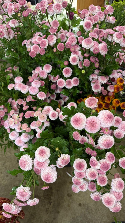 Chrysanthemum Poms